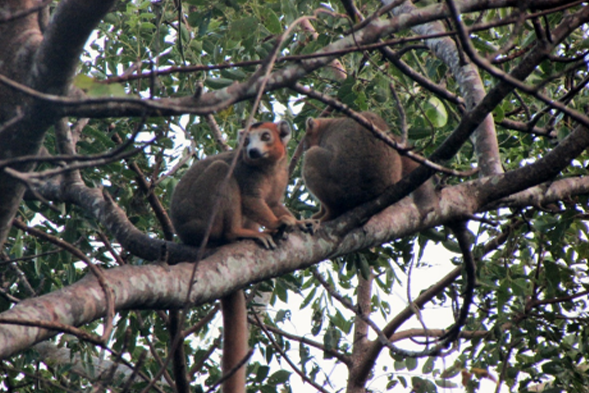 BOBAOMBY Lemurs conservation