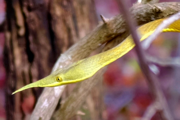 BOBAOMBY snake conservation