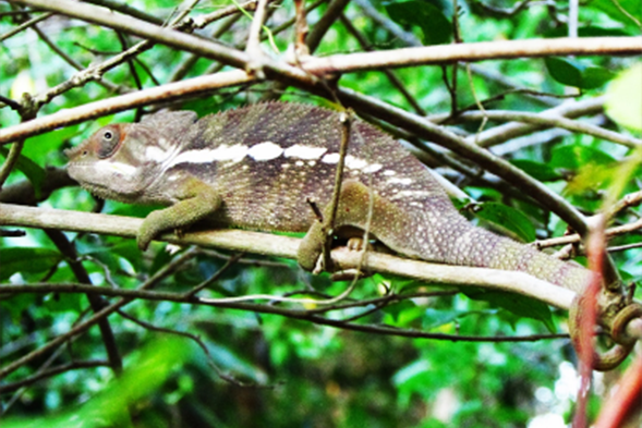 BOBAOMBY chameleon conservation