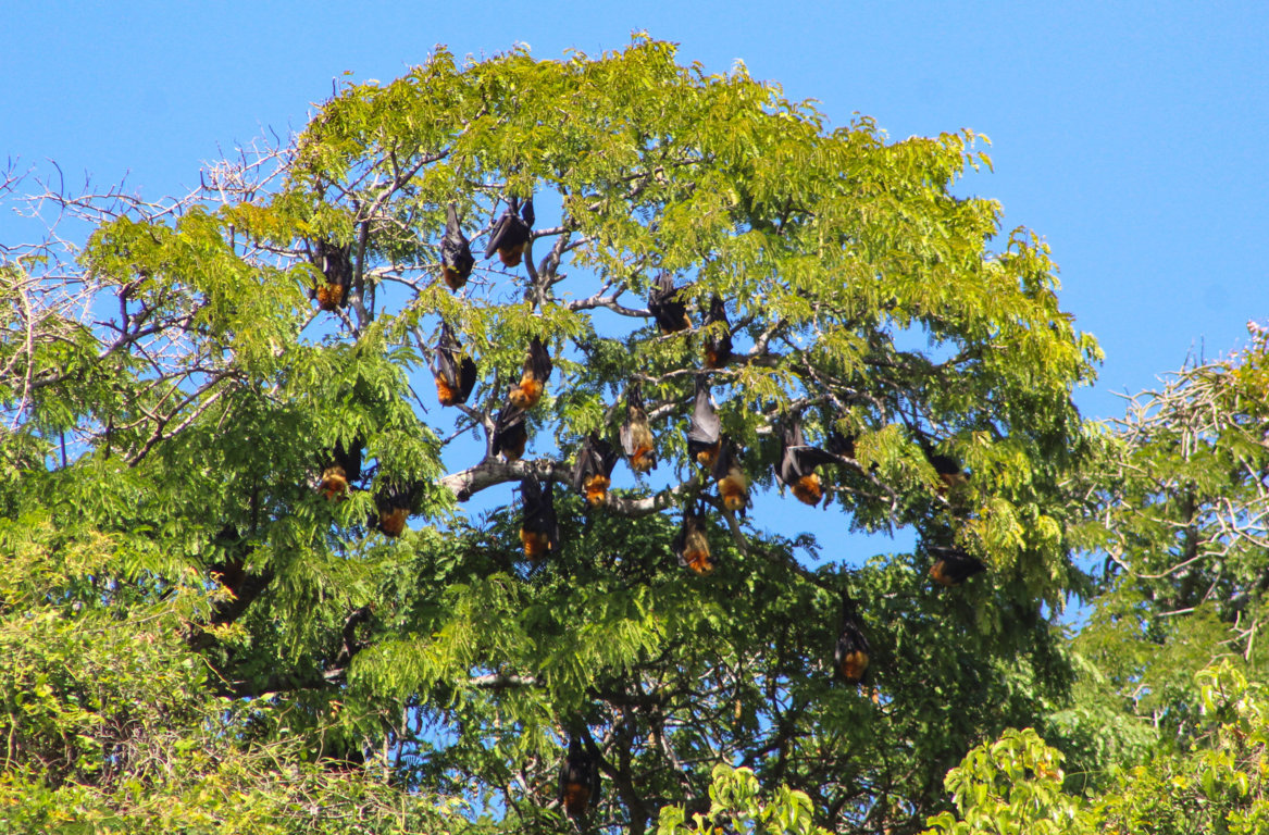 BOBAOMBY RESEARCH ON BATS
