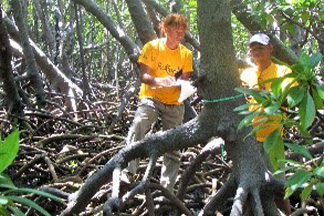 BOBAOMBY RESEARCH ON MANGROVE